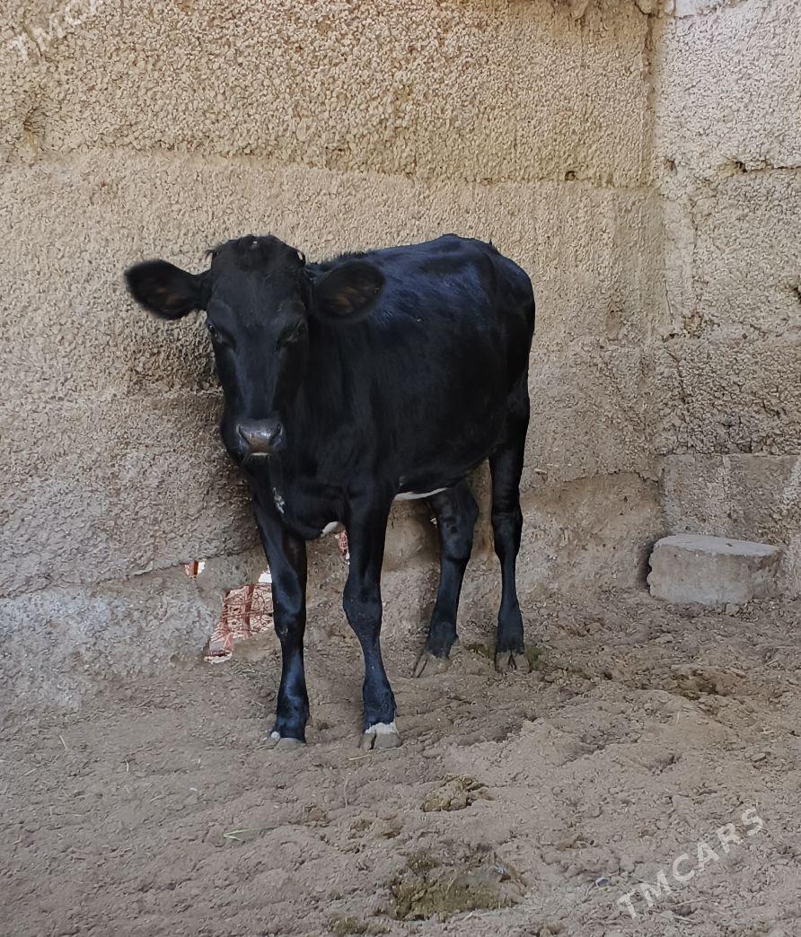 Çorni piyostur tuwe - Herrikgala - img 4