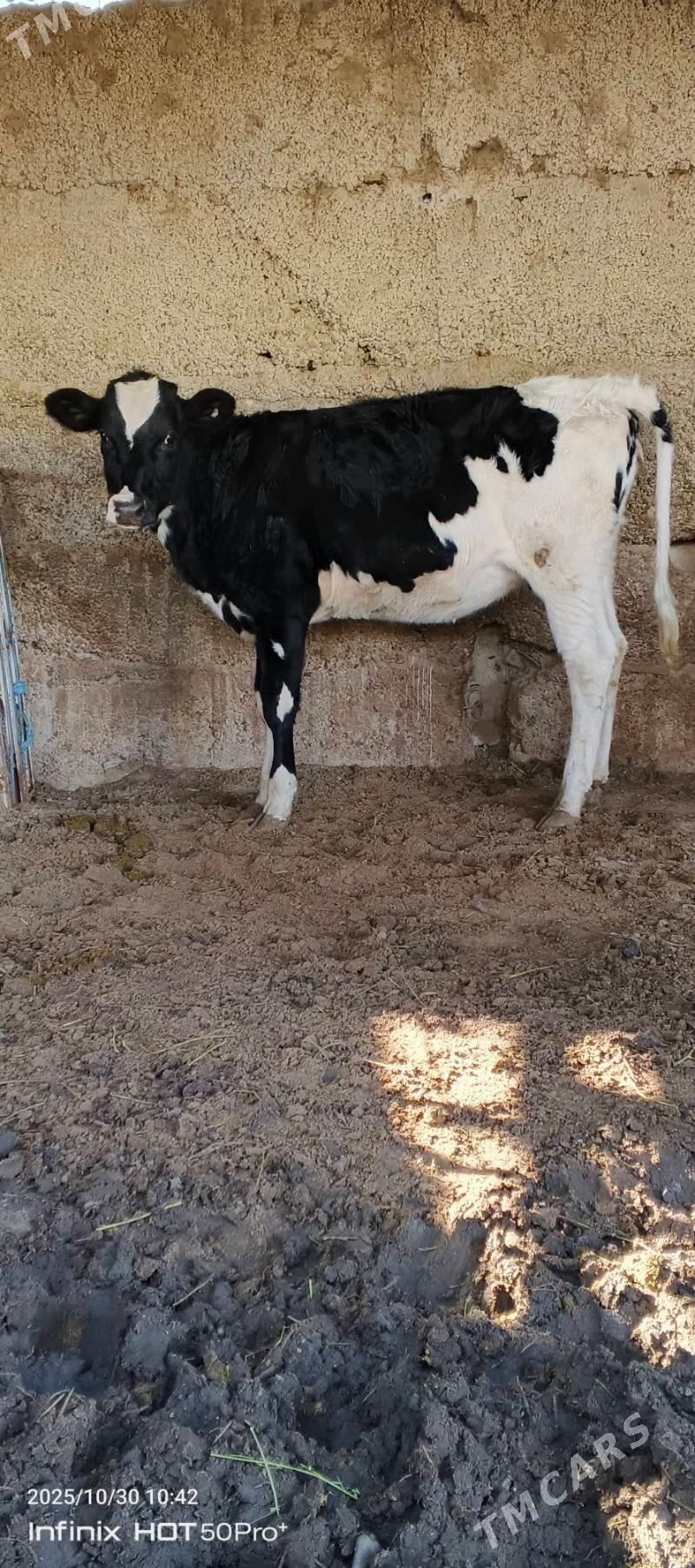 Galisteyn tuwe - Herrikgala - img 2