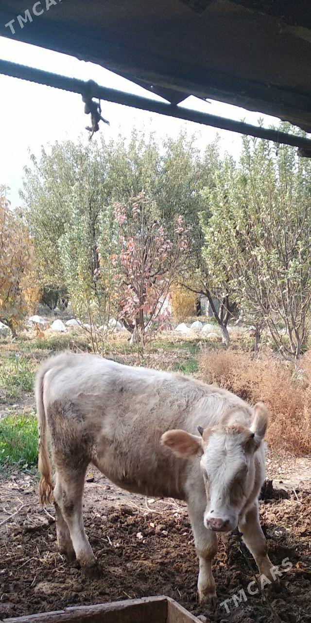 GIBRIT TUVE - Gökdepe - img 3