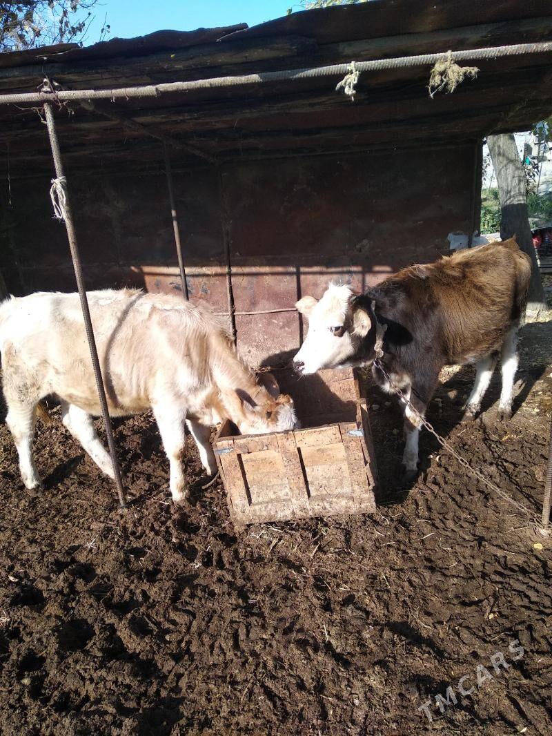 GIBRIT TUVE - Gökdepe - img 2