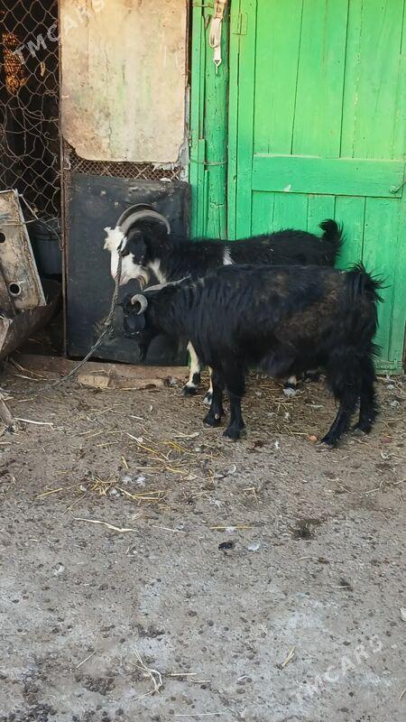 geci - Ашхабад - img 2