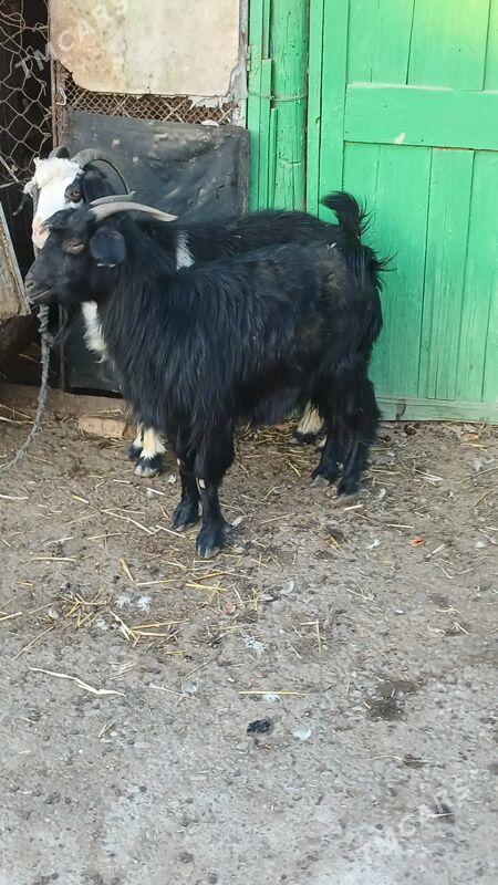 geci - Ашхабад - img 3