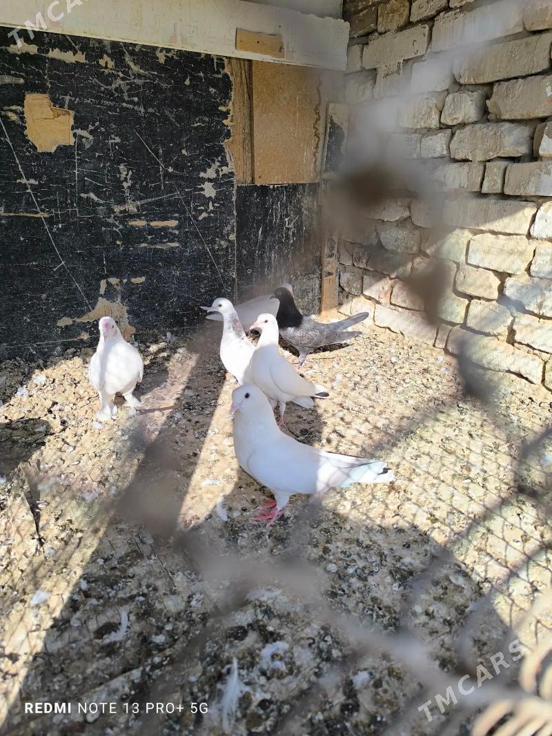 kepder - Kaka - img 2