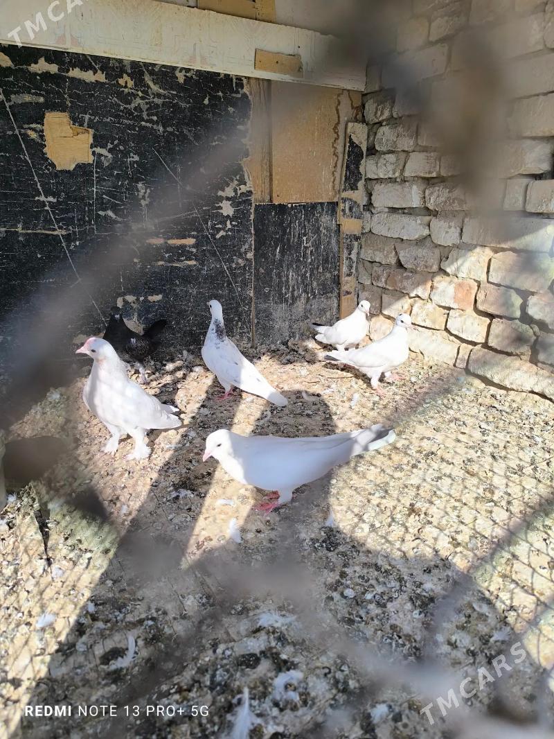 kepder - Kaka - img 3