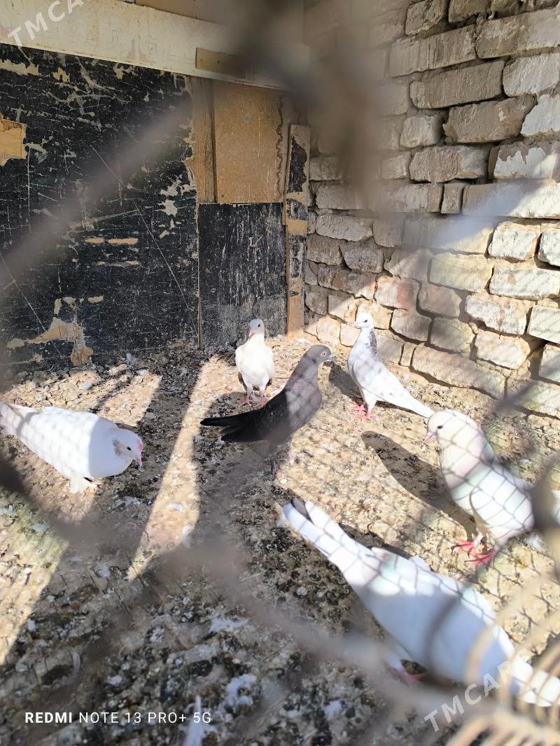 kepder - Kaka - img 4