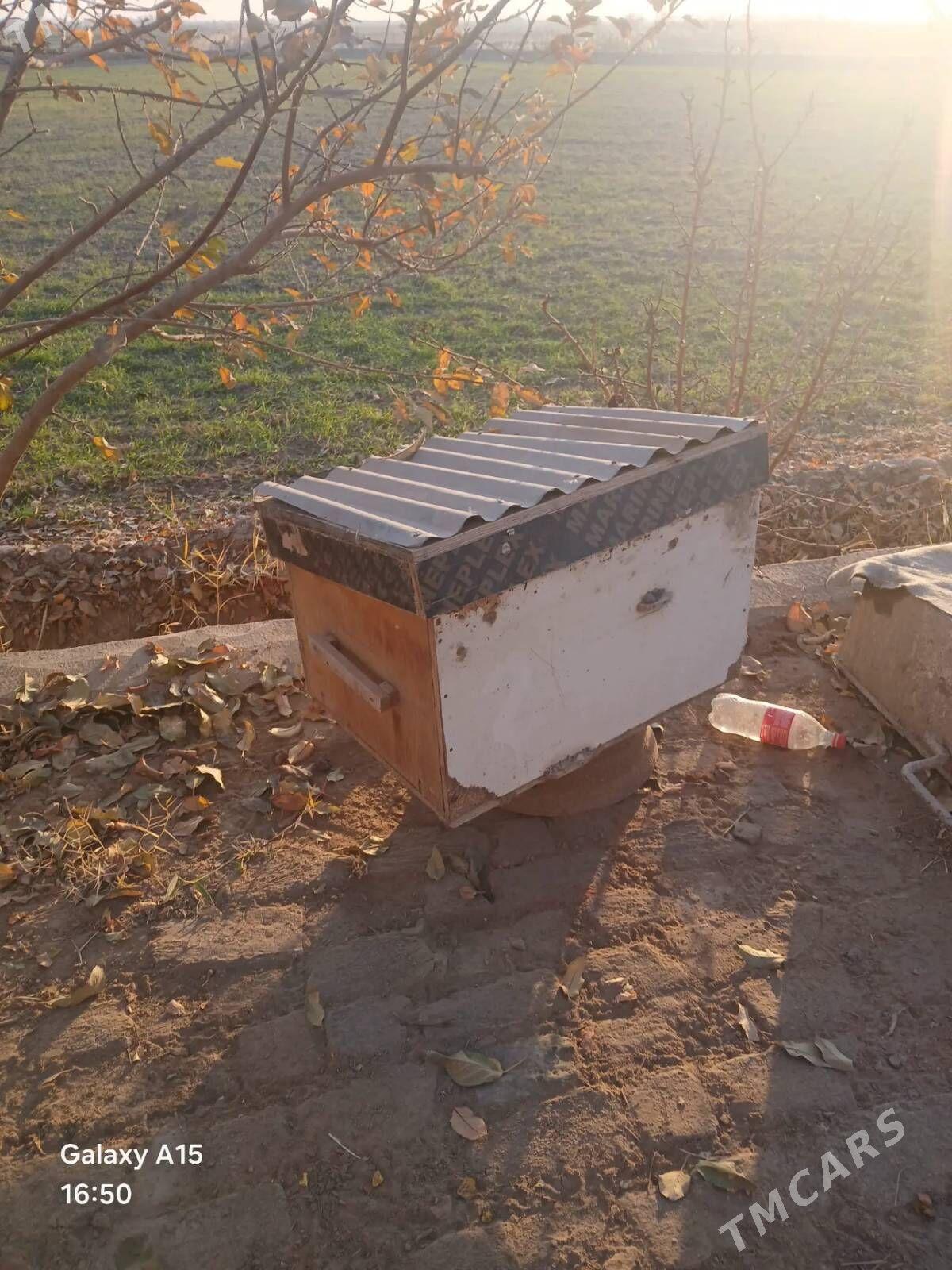 bos ary yashik - Гороглы (Тагта) - img 2