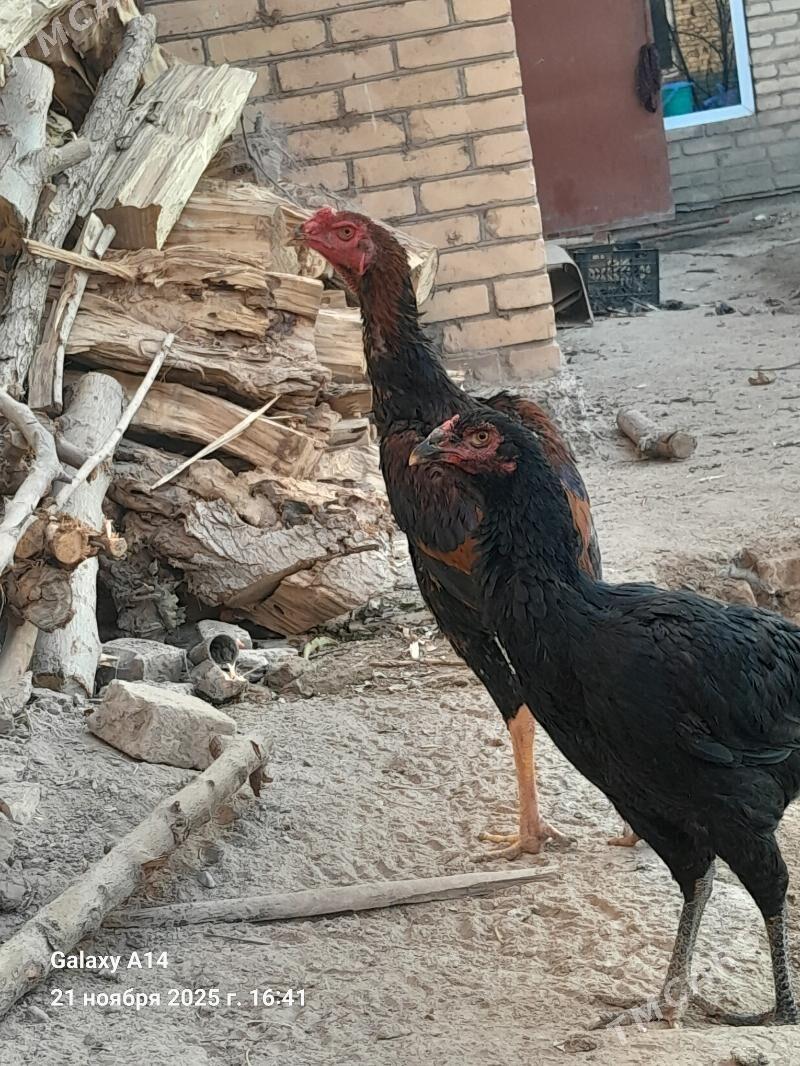 Taškent Baýes - Дянев - img 2