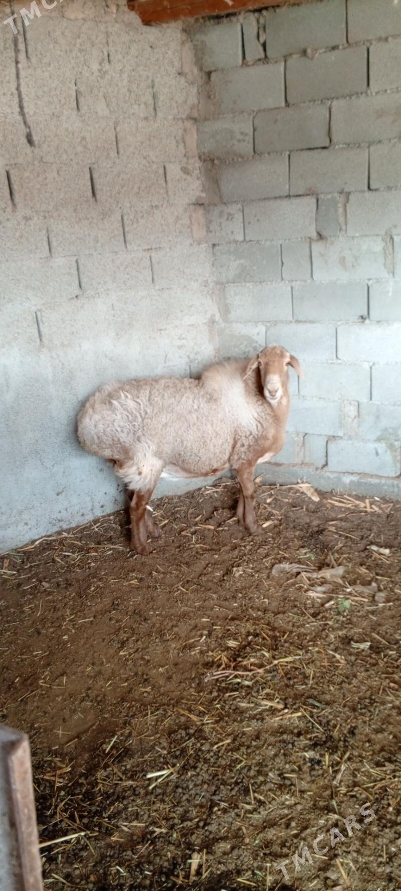 Goýn - Багир - img 2