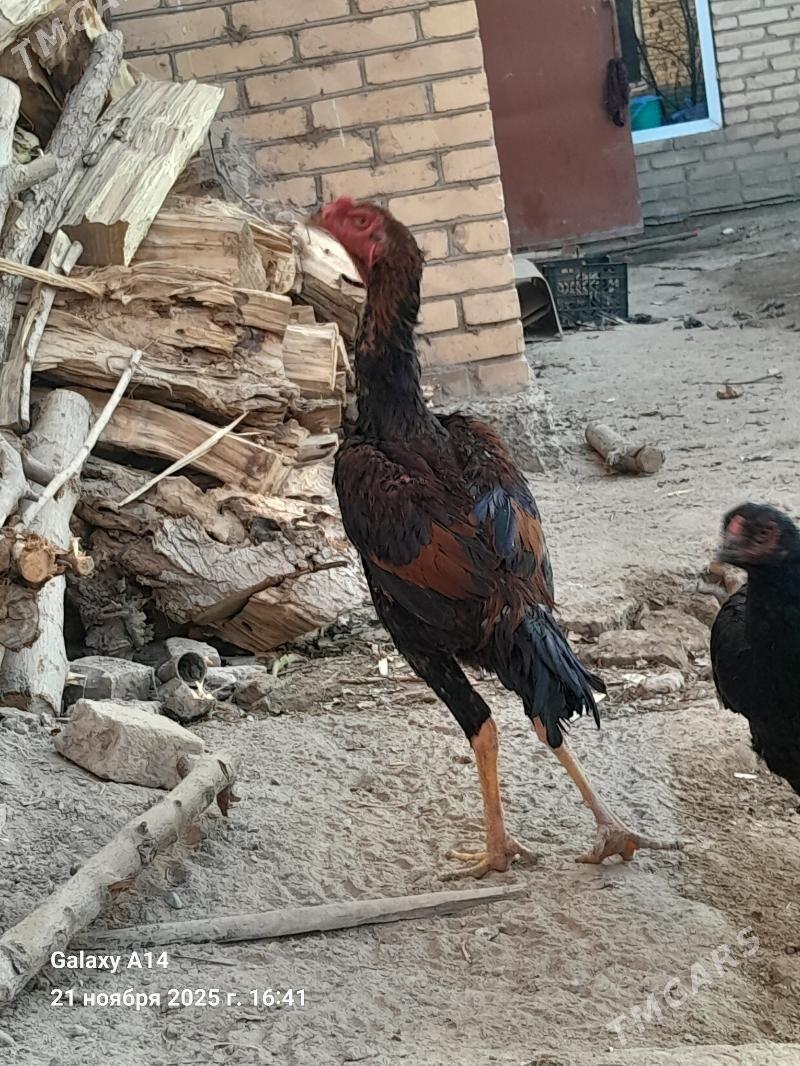 Taškent Baýes - Дянев - img 3