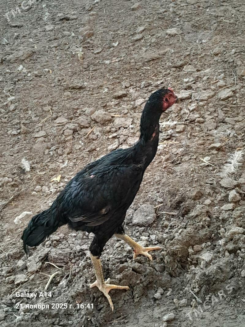 Ozbek.Bayes - Дянев - img 2