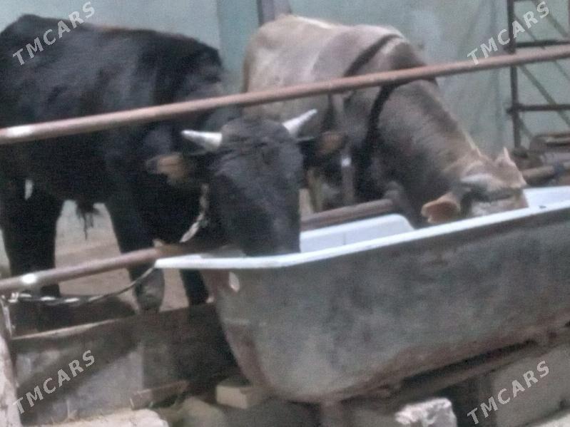 uly 2.okiz - Бузмеин - img 2