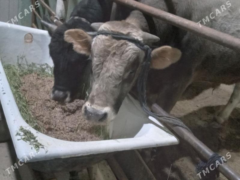 uly 2.okiz - Бузмеин - img 3