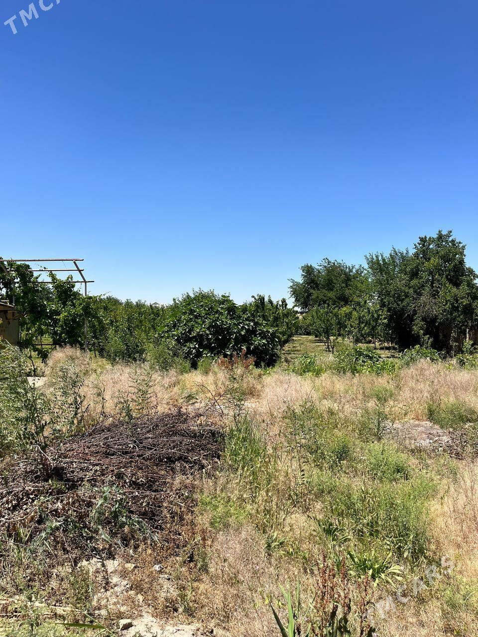 Satlyk daça - Mary - img 6