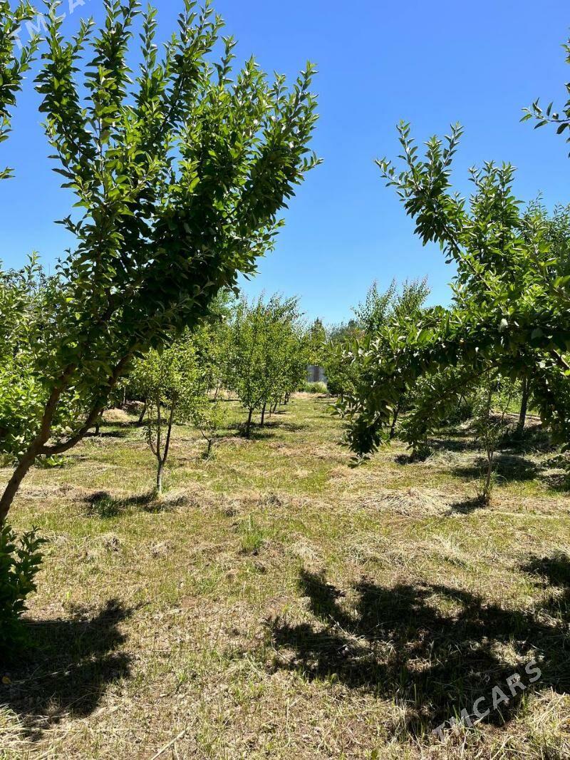 Satlyk daça - Mary - img 4