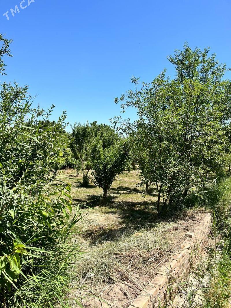 Satlyk daça - Mary - img 5