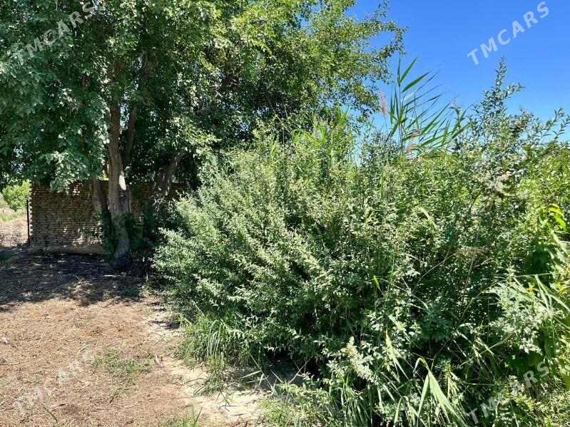 Satlyk daça - Mary - img 3