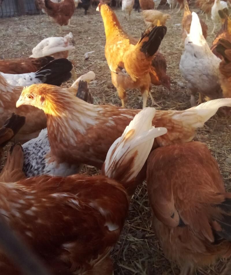 HORAZLAR.makiyan. towuk - Magtymguly - img 8