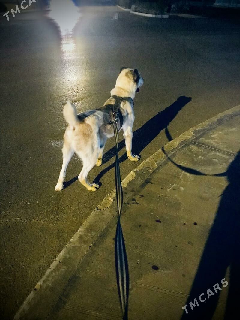 gaplan - Hitrowka - img 2