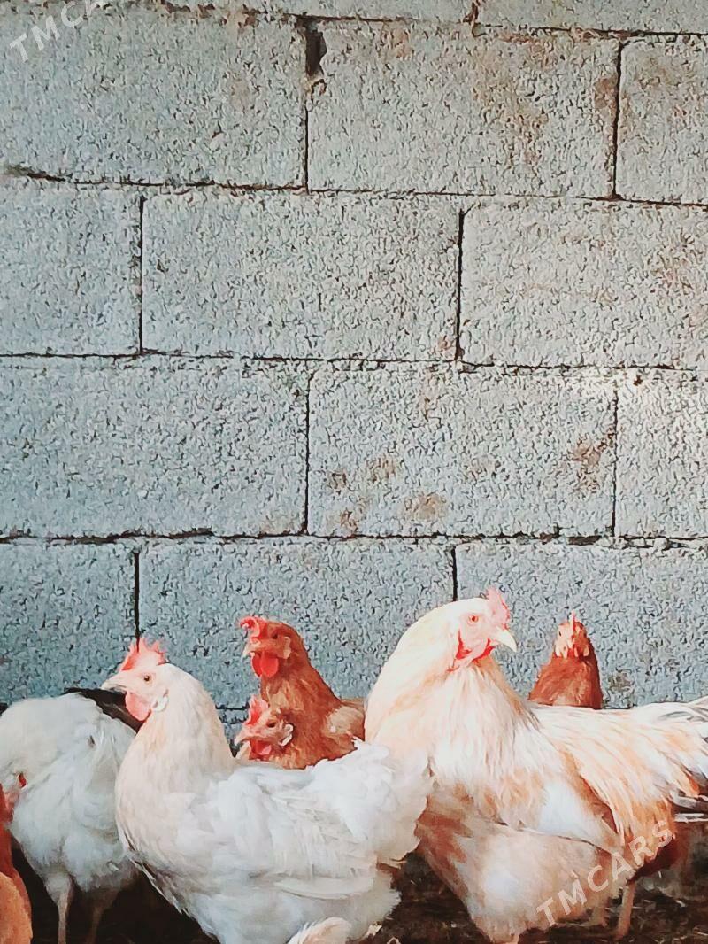 towuk - Änew - img 2