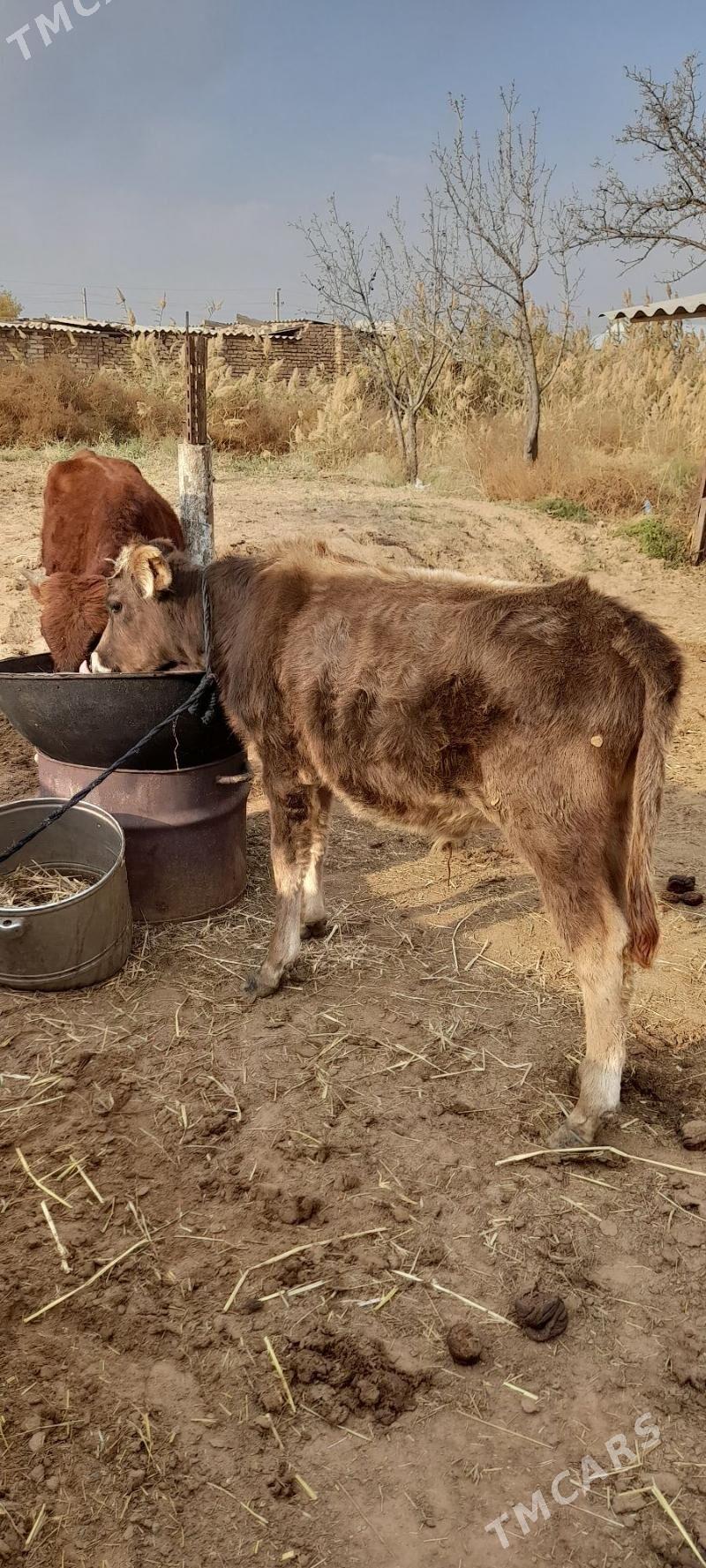 Öküz - Babadaýhan - img 2