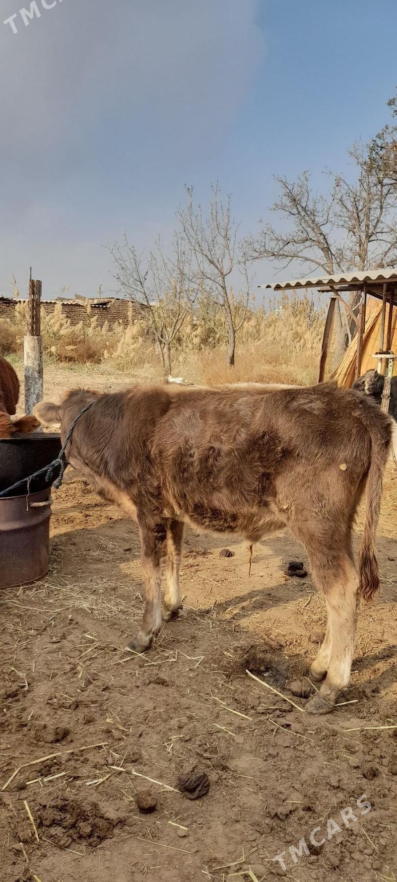 Öküz - Babadaýhan - img 3