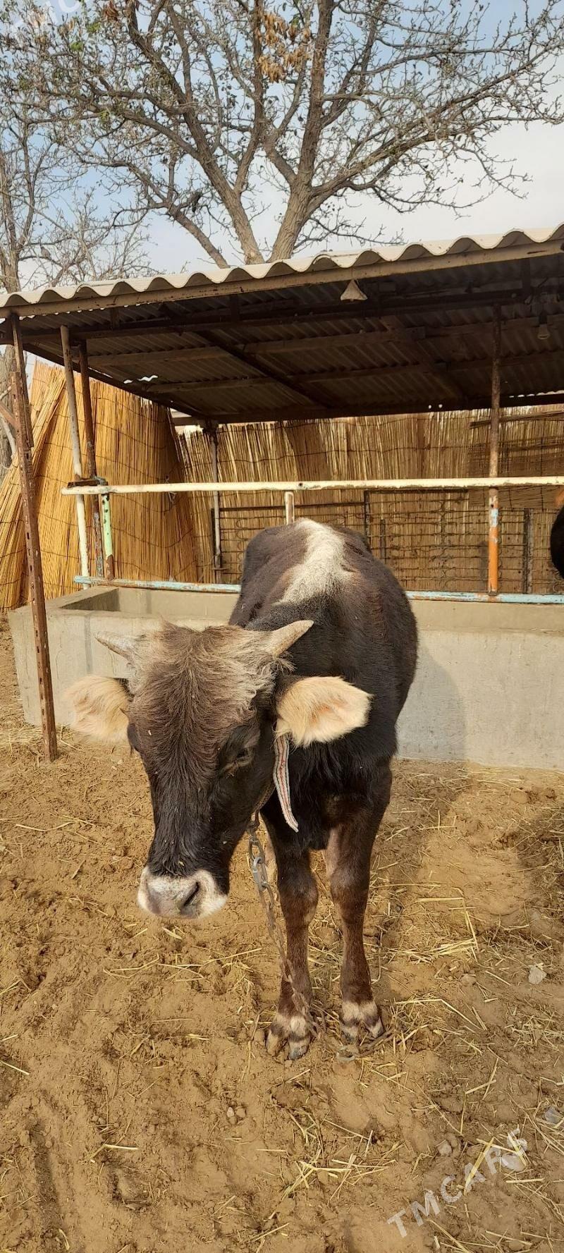 Mèýdan öküz - Бабадайхан - img 2