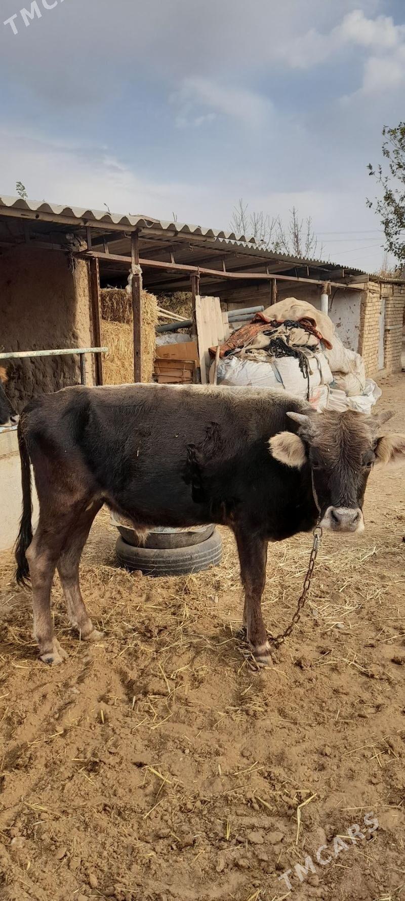 Mèýdan öküz - Бабадайхан - img 3