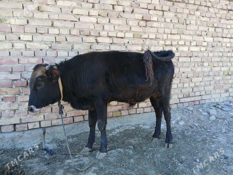 Ökuzçe - Bereket - img 2