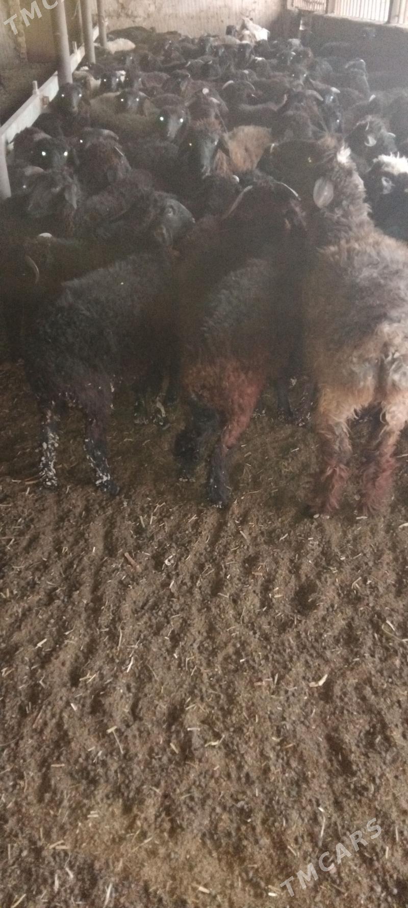 tokly - Änew - img 4