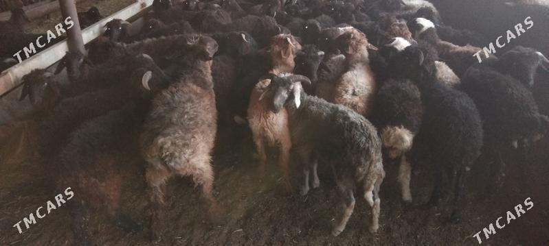 tokly - Änew - img 3