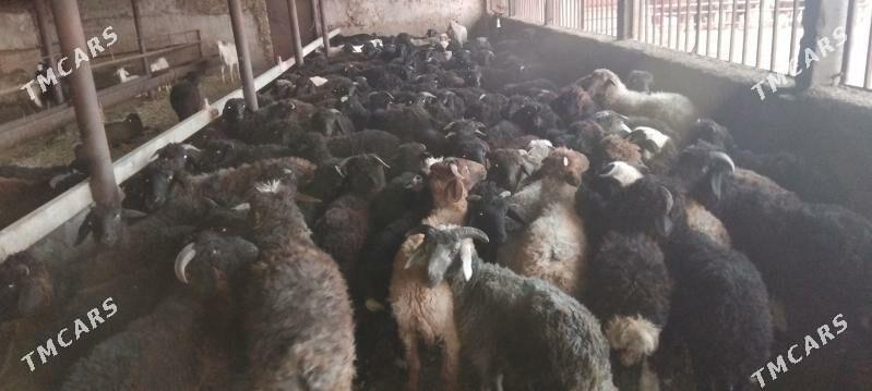 tokly - Änew - img 5