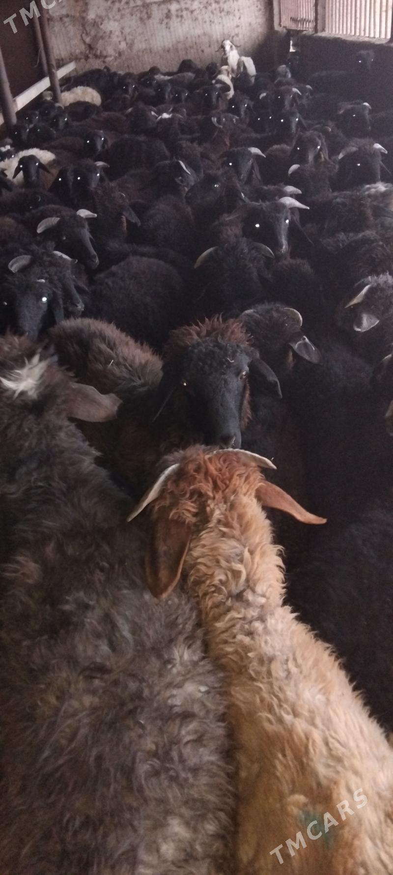 tokly - Änew - img 2