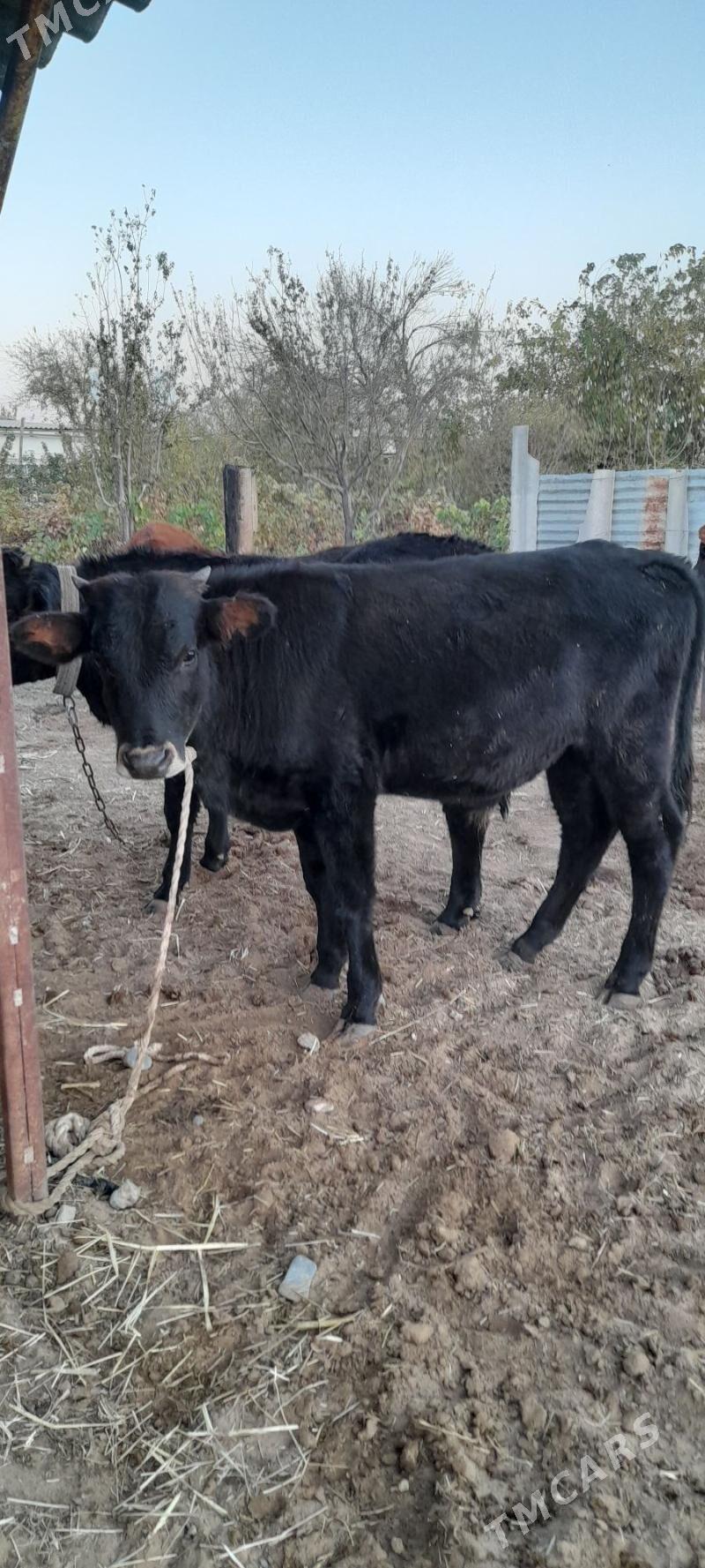 Öküz - Babadaýhan - img 1