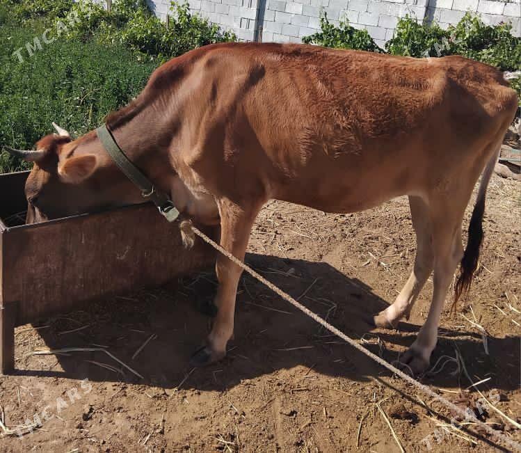 sygyr - Gökje - img 2