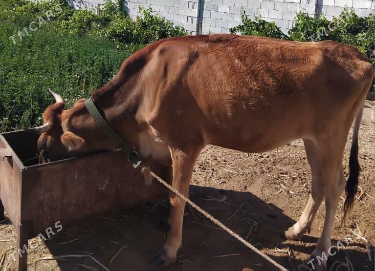 sygyr - Gökje - img 3