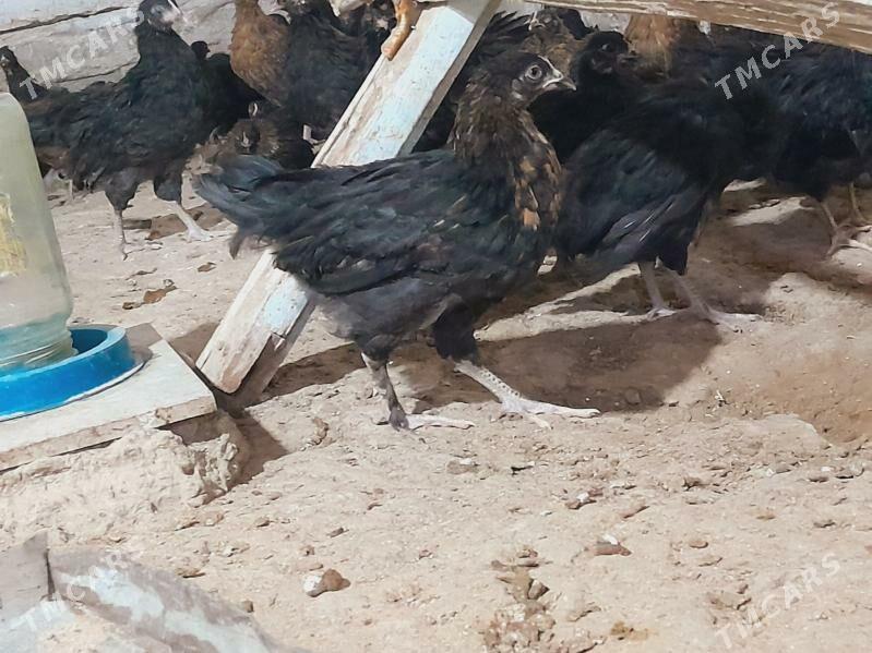 jüýje - Мургап - img 4