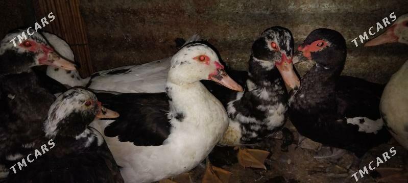 Indautka Ordek - Мары - img 2