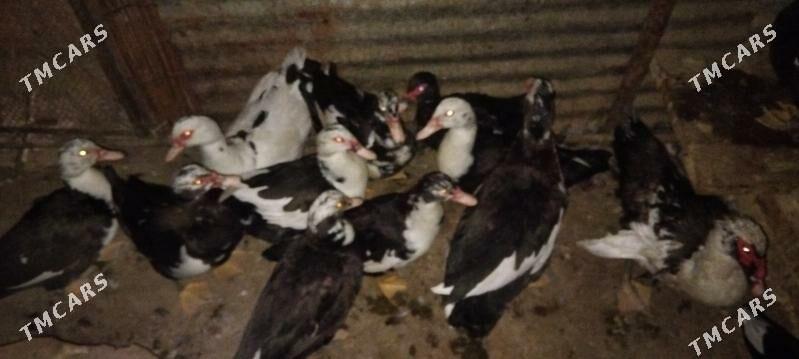 Indautka Ordek - Мары - img 3