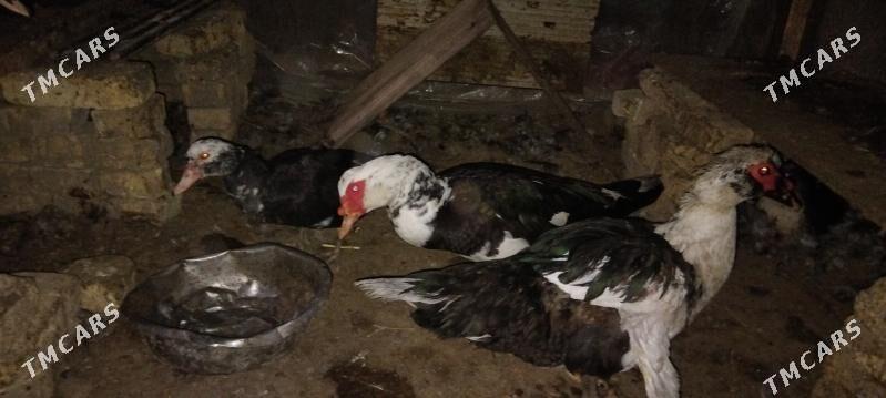 Indautka Ordek - Мары - img 5