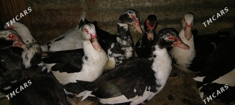 Indautka Ordek - Мары - img 4