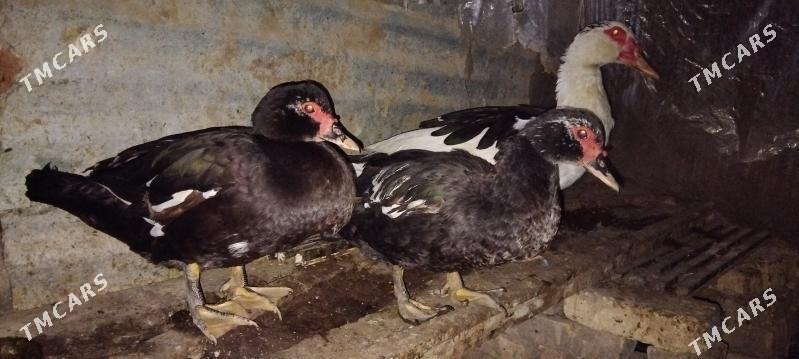 Indautka Ordek - Мары - img 6