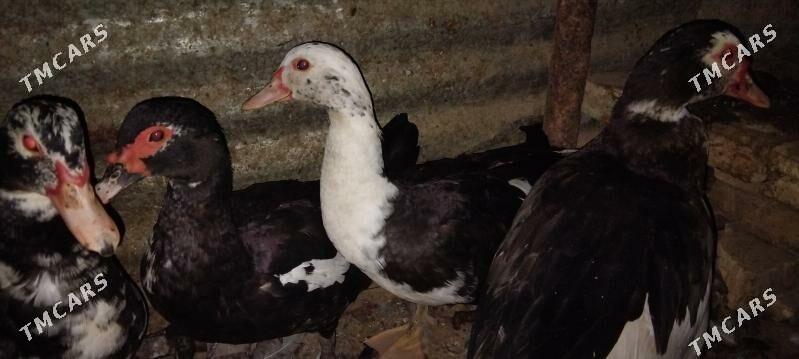 Indautka Ordek - Мары - img 1