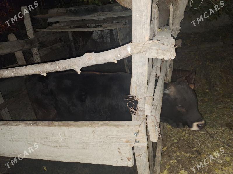 okuz - Gökdepe - img 2