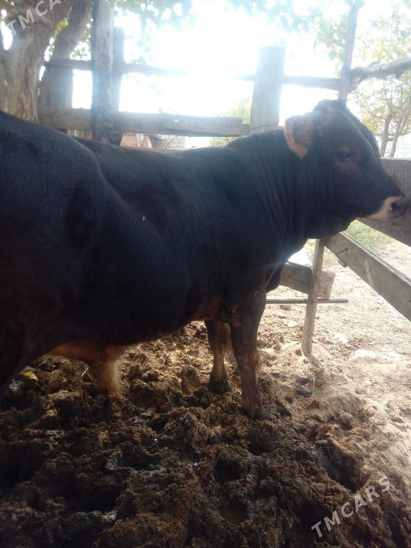 okuz - Gökdepe - img 5