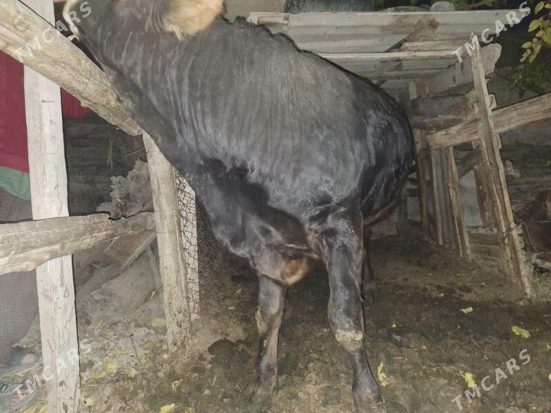 okuz - Gökdepe - img 3