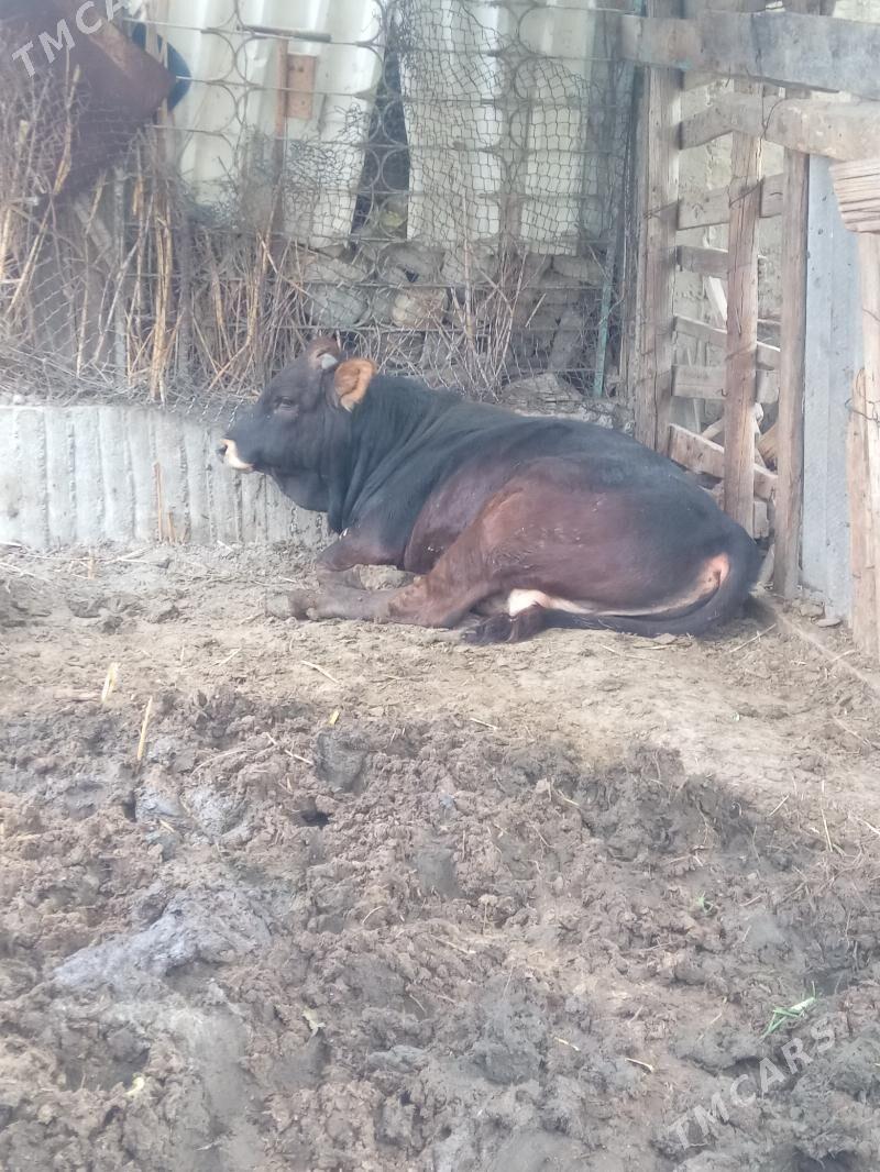 okuz - Gökdepe - img 4