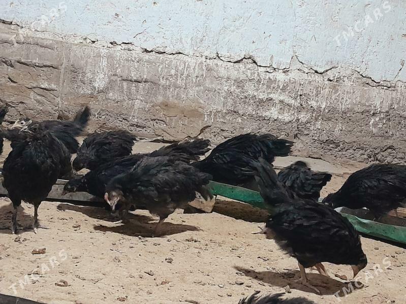 jüýje - Мургап - img 5