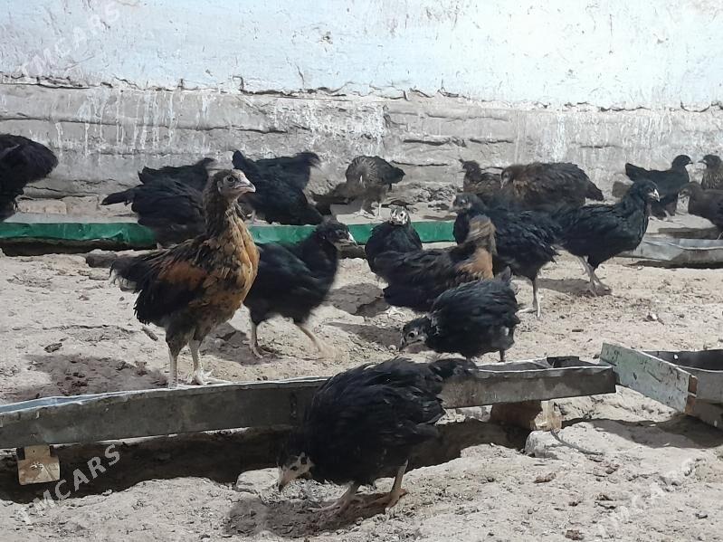 jüýje - Мургап - img 3