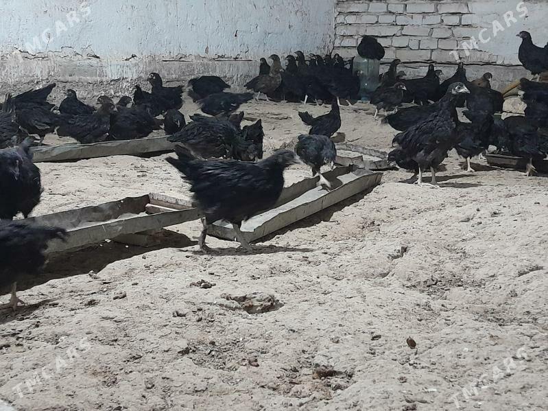 jüýje - Мургап - img 2