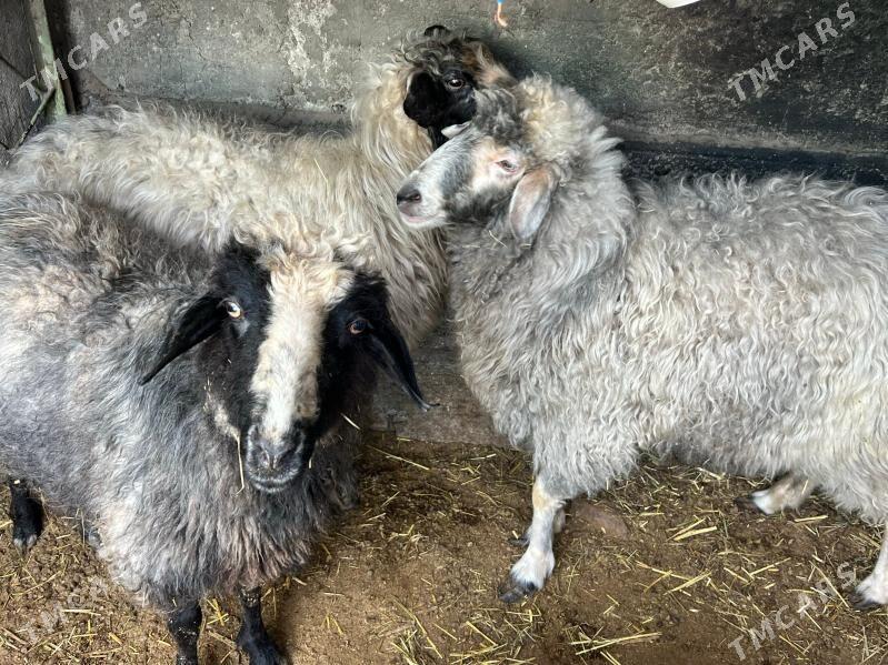 Goýun - Gagarin köç, köne Howa menzili - img 2